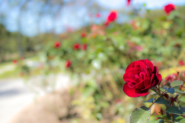 Lavaglut; Floribunda Rose, Red Rose Originally Produced by the Breeder Kordes in Germany, 1978