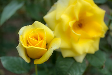 Sun Goddess; Hybrid Tea Rose, Yellow Rose Originally Produced by the Breeder Warriner in USA, 1993
