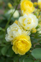 Golden Border; Floribunda Rose, Yellow Rose Originally Produced by the Breeder Verschuren in Netherlands, 1993