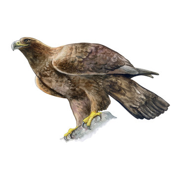 Golden eagle isolated on white background. Watercolor. Illustration. Template. Image. Picture.