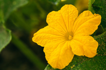 Yellow Flower Of Cucumber On Branch In The Garden. Flowering Plant