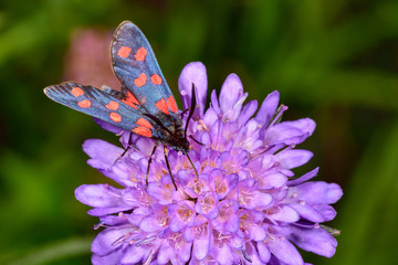 Six-spot Burnet