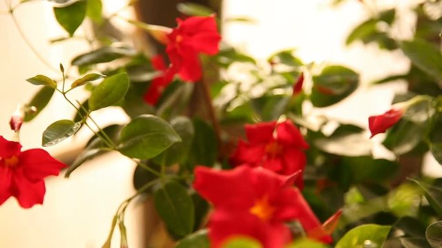 Moving focus on red mandevilla flowers