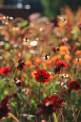 Herbstfarben pur