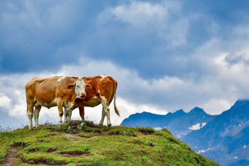 Fototapeta na wymiar Alp Cows on the pasture