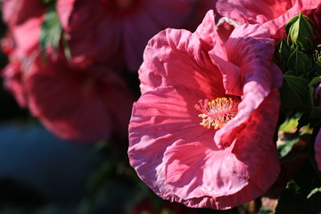 Hibiskus nimmt ein Sonnenbad © Christian