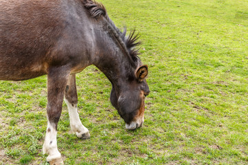 Fototapeta premium An equine is grazing quietly in the meadow of a farm