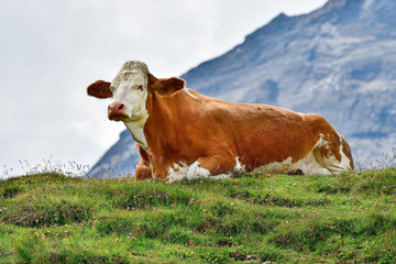 Alpine Cow on the pasture having a rest after hard days work