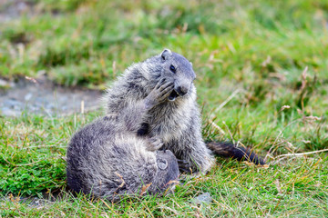 Alpine marmots playing