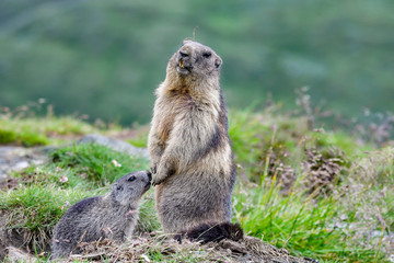 Alpine marmot