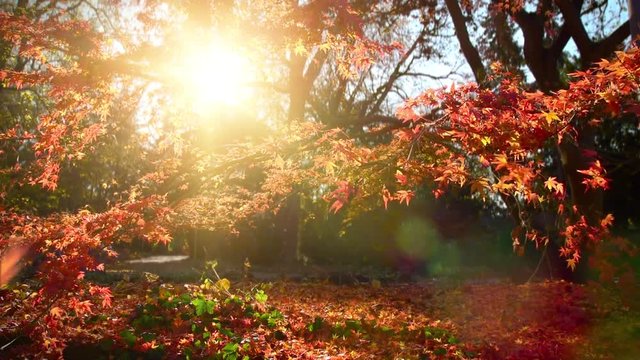 The charm of a sunny autumn day – footage of red foliage in a park with beautiful sunlight 