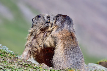 Alpine marmots wrestling