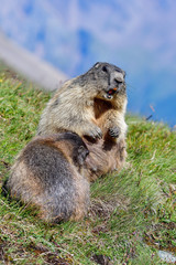 Naklejka na ściany i meble Alpine marmot alerting
