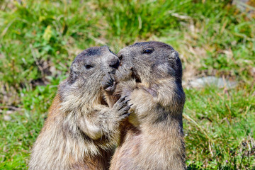 Alpine marmot family
