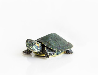 Red eared Slider turtle (Trachemys scripta elegans) on white background. Selective focus. Close up.