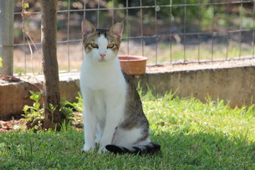 Katze im Garten