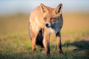 Fototapeta premium Red fox standing in field lit by low sunlight.