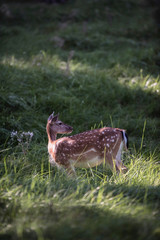 Fallow deer doe in tall grass.