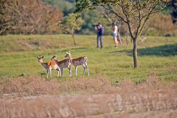 Three fallow deer doe standing in field.