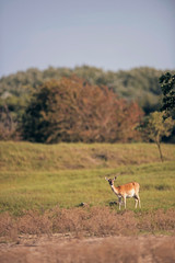 Obraz na płótnie Canvas Fallow deer doe standing in field.