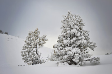 Young trees covered in snow