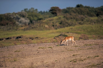 Naklejka na ściany i meble Grazing fallow deer walking over sand in dune landscape.