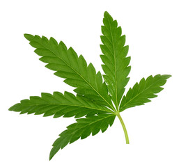 Cannabis leaf isolated on white without shadow