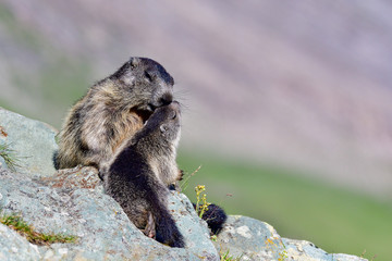 Alpine marmot