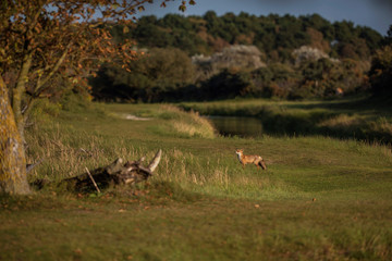 Obraz na płótnie Canvas Red fox in grassy dune landscape picking up smells.
