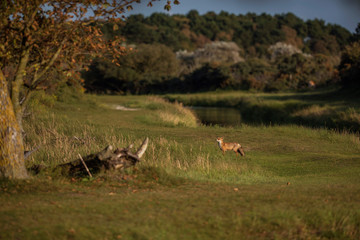 Red fox in grassy dune landscape picking up smells.