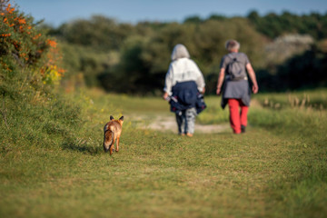 Red fox walking behind tourists in nature reserve.
