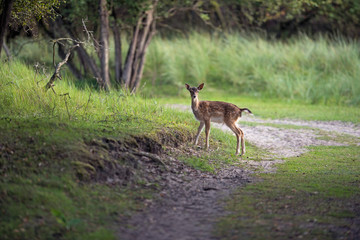 Naklejka na ściany i meble Young fallow deer standing alone on country road.