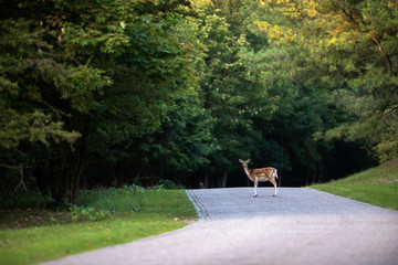 Obraz premium Daniele (dama dama) stojąc na drodze w rezerwacie przyrody.