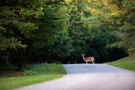 Fototapeta Fallow deer (dama dama) standing on road in nature reserve.