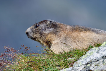 Alpine marmot