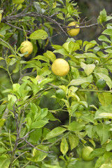 Lemons tree with green and ripe lemons.