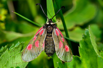 Zygaena exulans