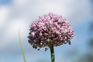 a ball of flower of garlic