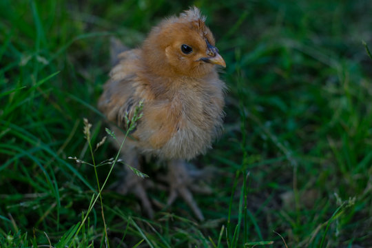 a small and cute baby chicken