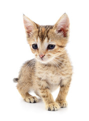 Fototapeta premium Small brown kitten.