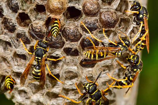 Common Wasp"