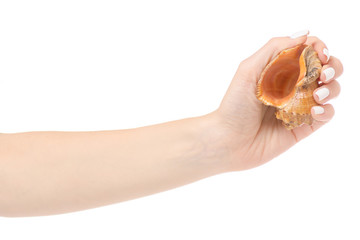 Female hand holding seashells oceans