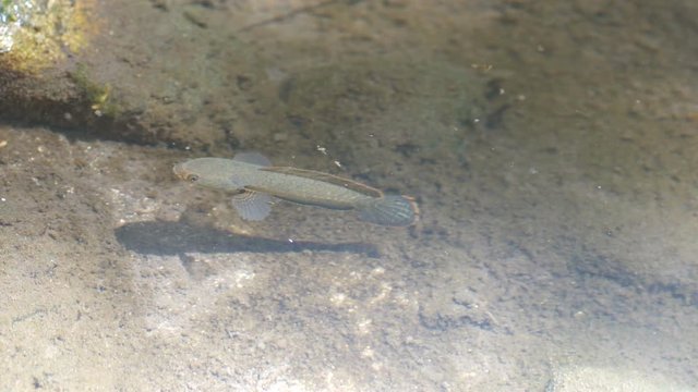 dwarf snakehead fish is freely swimming in the natural water