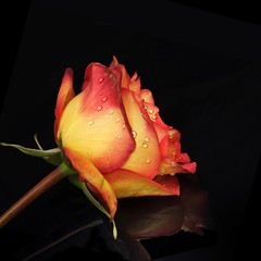 Rose on a black background in various angles