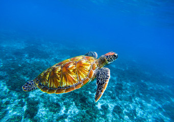 Sea turtle in deep blue seawater. Green sea turtle closeup. Tropical coral reef fauna.