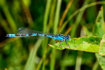 Common blue damselfly