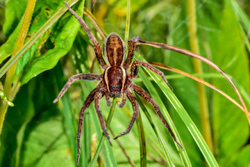 Raft spider