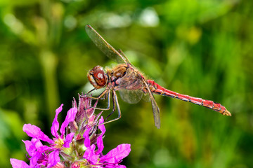 Yellow-winged darter