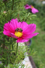 Pinke Cosmea mit Nektar sammelnder Biene