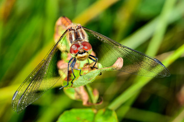 Yellow-winged darter